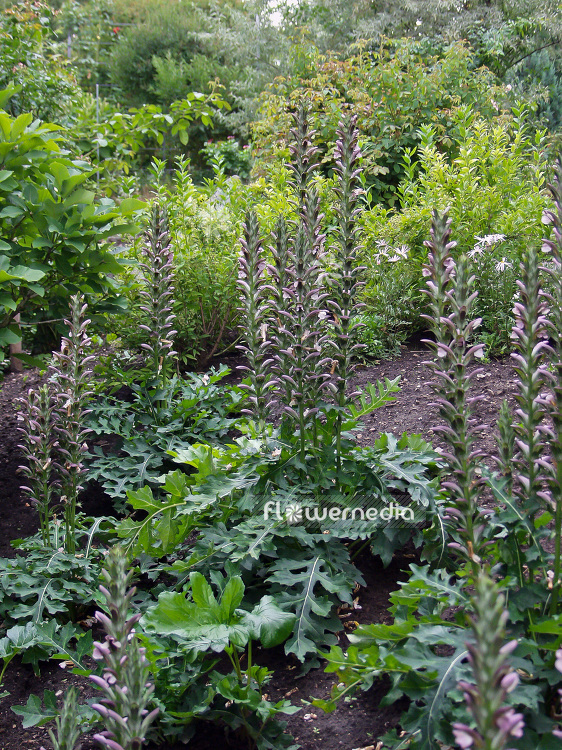 Acanthus hungaricus - Long-leaved bear's breech (106397)