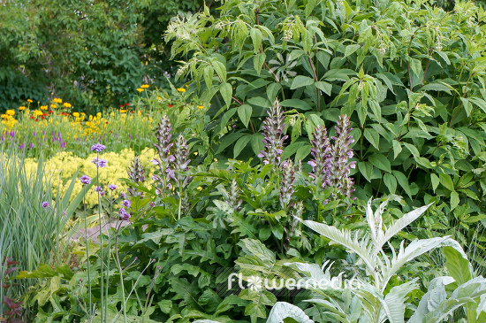 Acanthus hungaricus - Long-leaved bear's breech (106502)