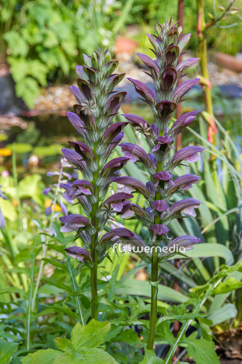 Acanthus hungaricus - Long-leaved bear's breech (106505)