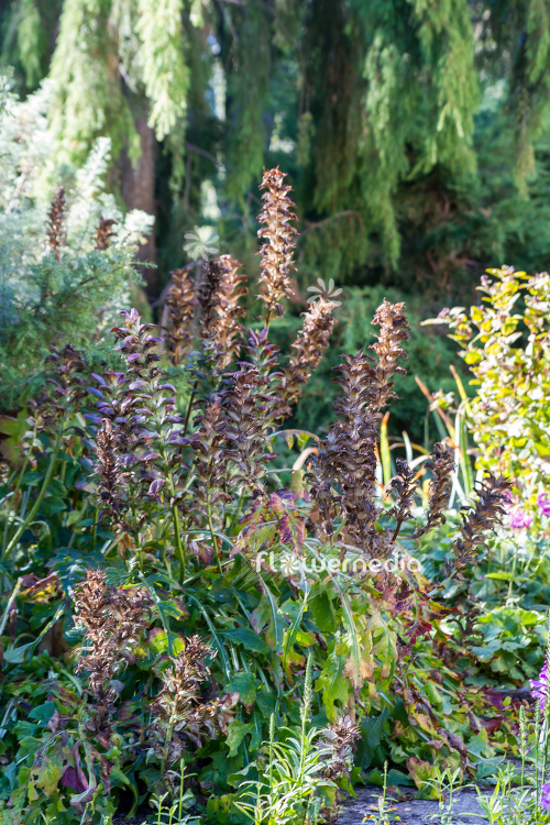 Acanthus hungaricus - Long-leaved bear's breech (106506)