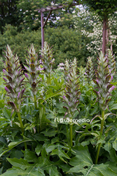 Acanthus hungaricus - Long-leaved bear's breech (106571)
