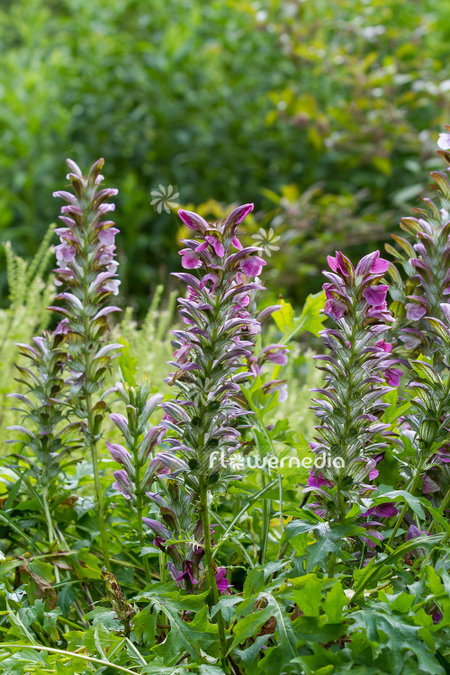 Acanthus hungaricus - Long-leaved bear's breech (106617)