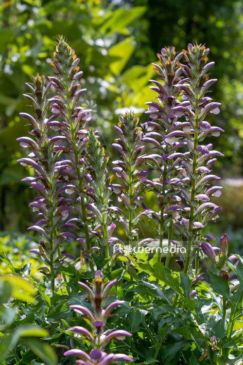 Acanthus hungaricus - Long-leaved bear's breech (106618)