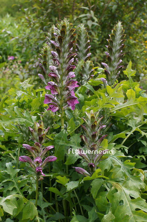Acanthus mollis - Bear's breech (102176)