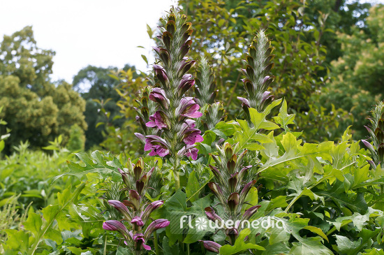 Acanthus mollis - Bear's breech (102177)