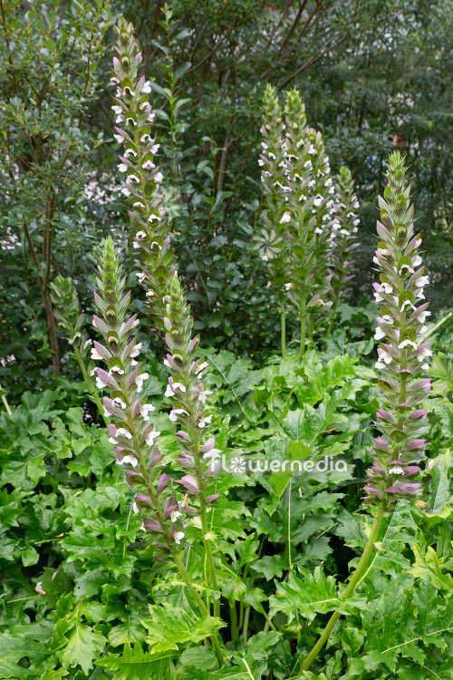 Acanthus mollis - Bear's breech (111789)