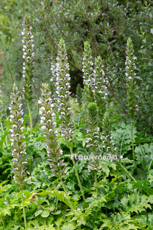 Acanthus mollis - Bear's breech (111790)