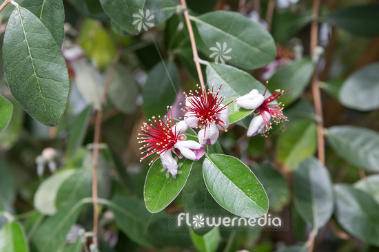 Acca sellowiana - Pineapple guava (111796)