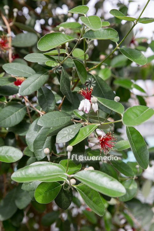 Acca sellowiana - Pineapple guava (111798)