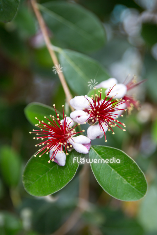 Acca sellowiana - Pineapple guava (111801)