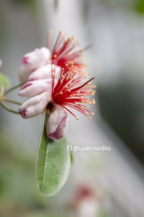 Acca sellowiana - Pineapple guava (111804)