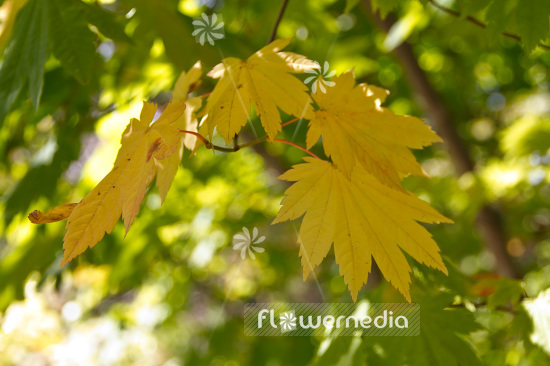 Acer japonicum - Japanese maple (102179)