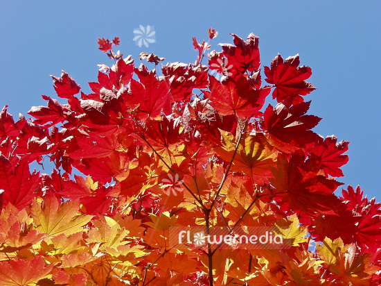 Acer japonicum var. vitifolium - Japanese maple (106401)