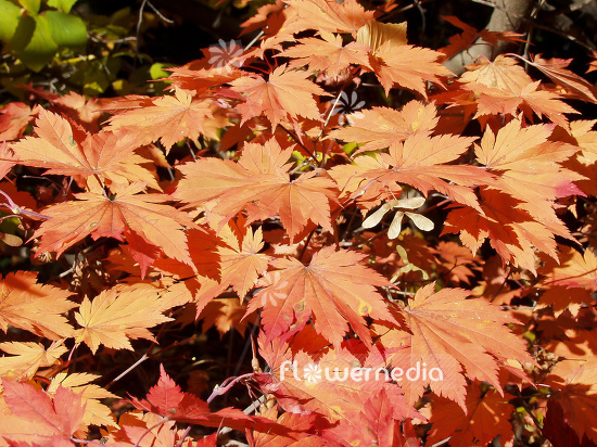 Acer japonicum var. vitifolium - Japanese maple (106402)