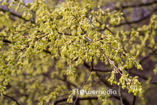 Acer monspessulanum - Montpelier maple (105216)
