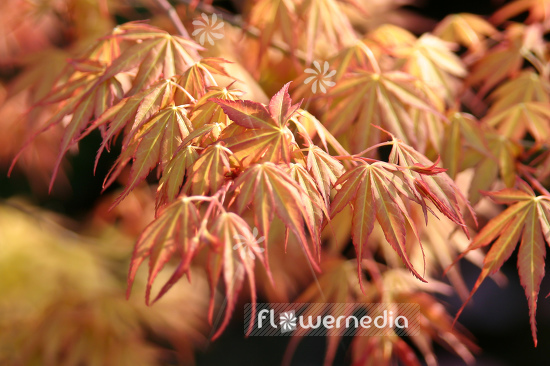 Acer palmatum - Japanese maple (105218)