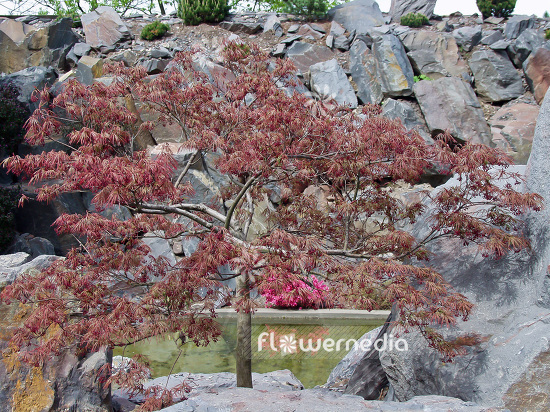 Acer palmatum - Japanese maple (106405)