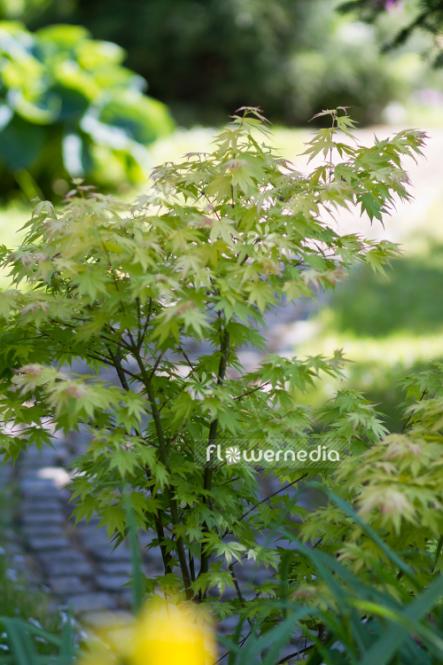 Acer palmatum - Japanese maple (106523)