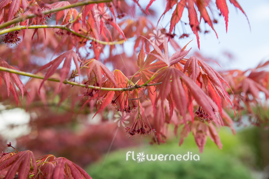 Acer palmatum 'Atropurpureum' - Japanese maple (112367)