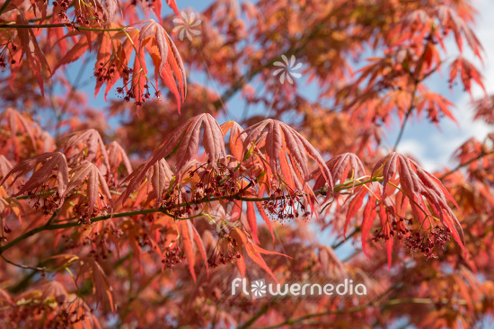 Acer palmatum 'Atropurpureum' - Japanese maple (112369)