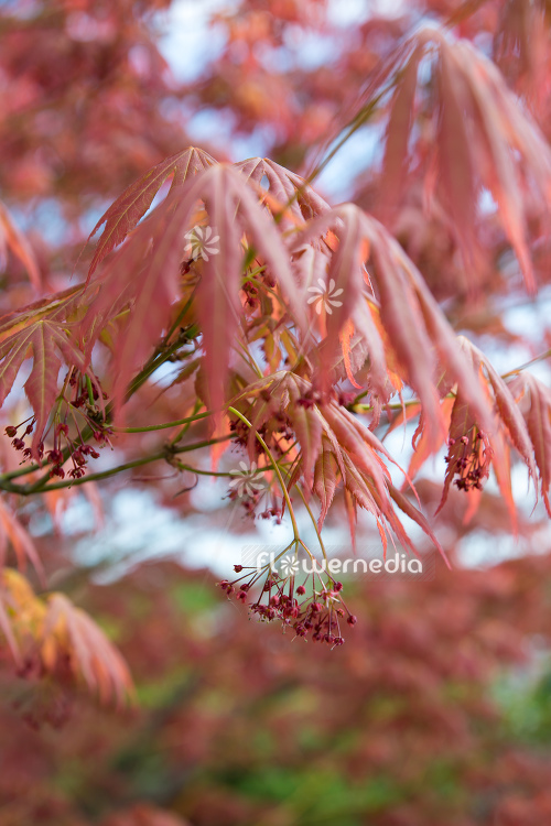 Acer palmatum 'Atropurpureum' - Japanese maple (112371)