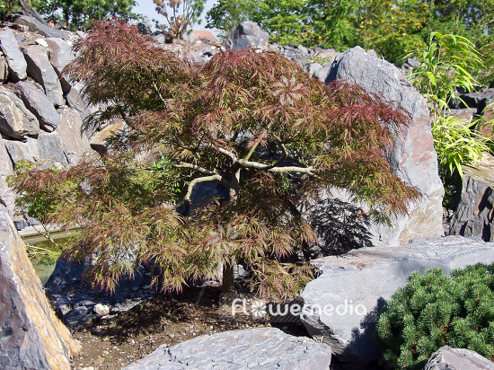 Acer palmatum 'Dissectum' - Japanese maple (100036)