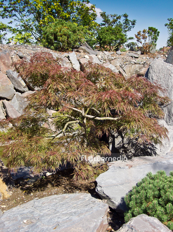 Acer palmatum 'Dissectum' - Japanese maple (100037)