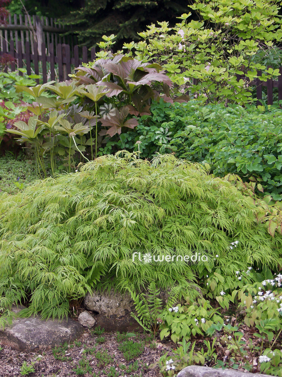 Acer palmatum 'Dissectum' - Japanese maple (106406)