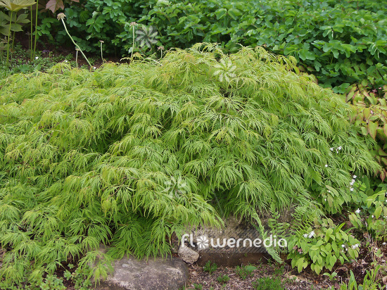 Acer palmatum 'Dissectum' - Japanese maple (106407)