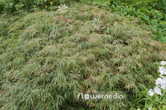 Acer palmatum 'Dissectum' - Japanese maple (106408)