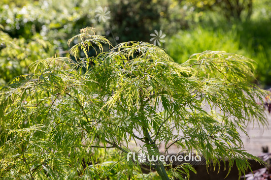 Acer palmatum 'Dissectum' - Japanese maple (106528)