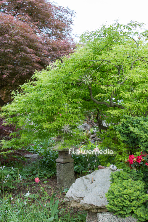 Acer palmatum 'Dissectum' - Japanese maple (112373)