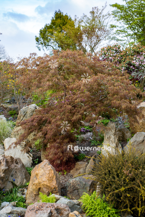 Acer palmatum 'Garnet' - Japanese maple (106632)