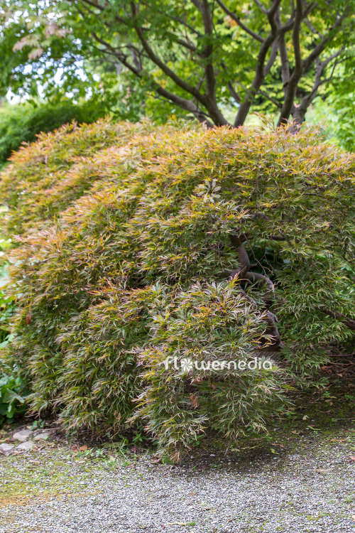 Acer palmatum 'Garnet' - Japanese maple (106633)