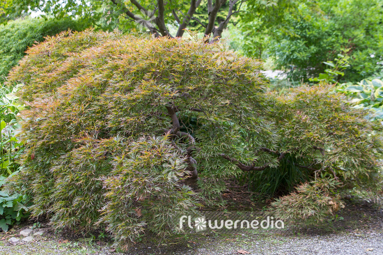 Acer palmatum 'Garnet' - Japanese maple (106634)