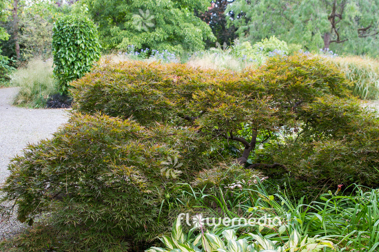 Acer palmatum 'Garnet' - Japanese maple (106636)