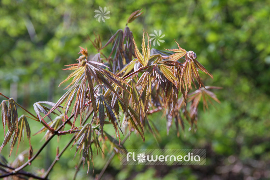 Acer palmatum 'Laciniatum' - Japanese maple (106535)