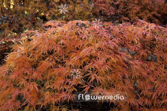 Acer palmatum 'Ornatum' - Japanese maple (106536)