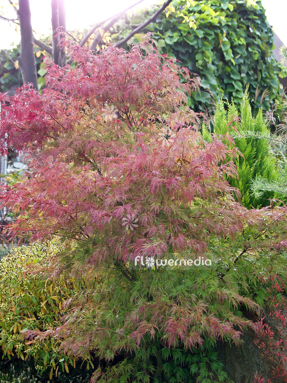 Acer palmatum 'Seyriu' - Japanese maple (100039)