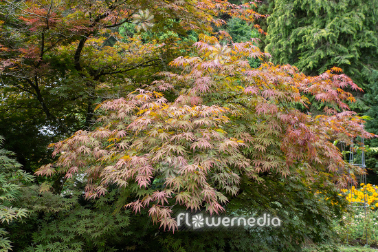 Acer palmatum var. heptalobum - Seven-lobed japanese maple (112383)