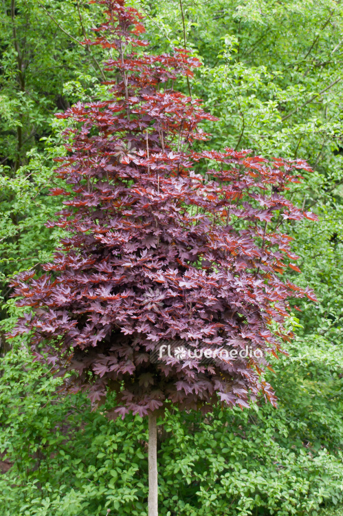 Acer platanoides 'Crimson Sentry' - Norway maple (100041)