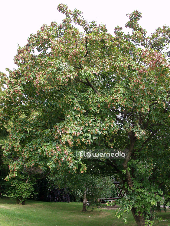 Acer pseudoplatanus - Sycamore maple (100042)