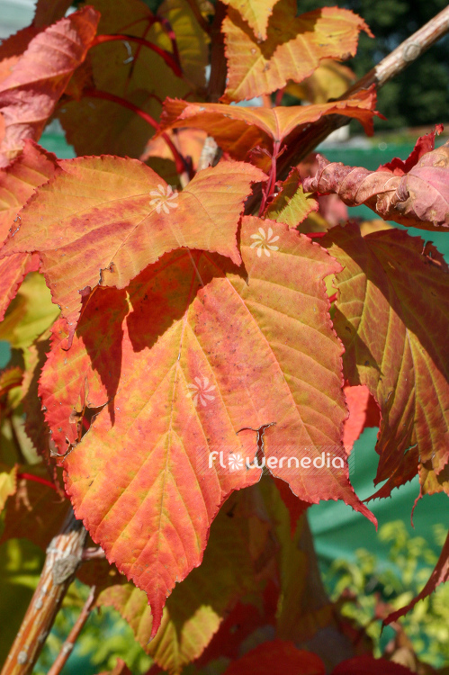 Acer rufinerve - Redvein maple (100044)