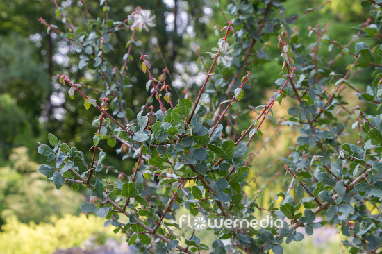 Acer sempervirens - Cretan maple (112384)