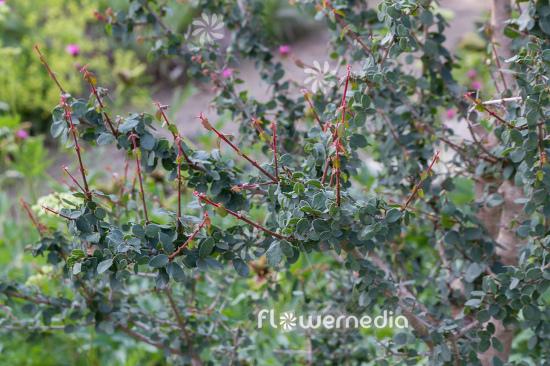 Acer sempervirens - Cretan maple (112386)