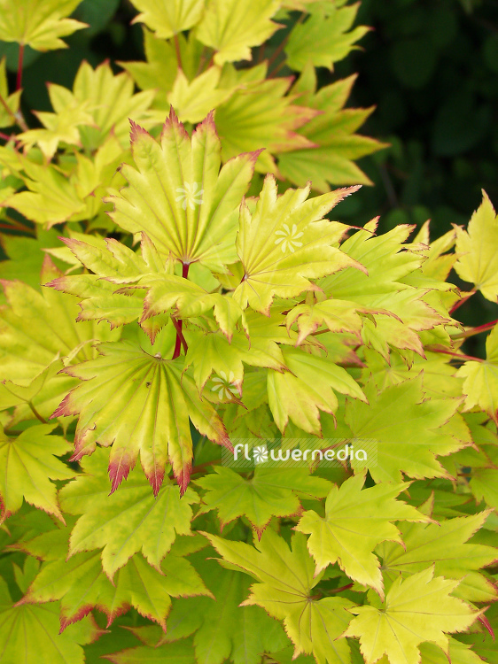 Acer shirasawanum 'Aureum' - Golden shirasawa maple (100046)