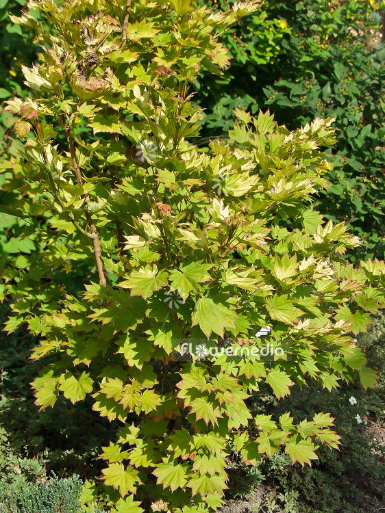 Acer shirasawanum 'Aureum' - Golden shirasawa maple (100047)