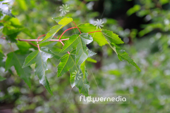 Acer tataricum ssp. ginnala - Amur maple (106639)