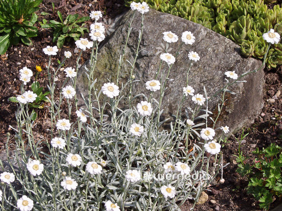 Achillea ageratifolia - Silver yarrow (100048)