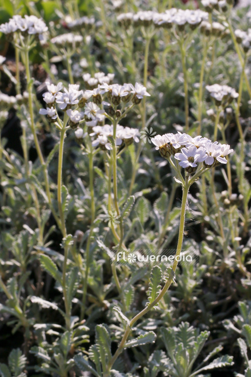 Achillea ageratifolia - Silver yarrow (102183)